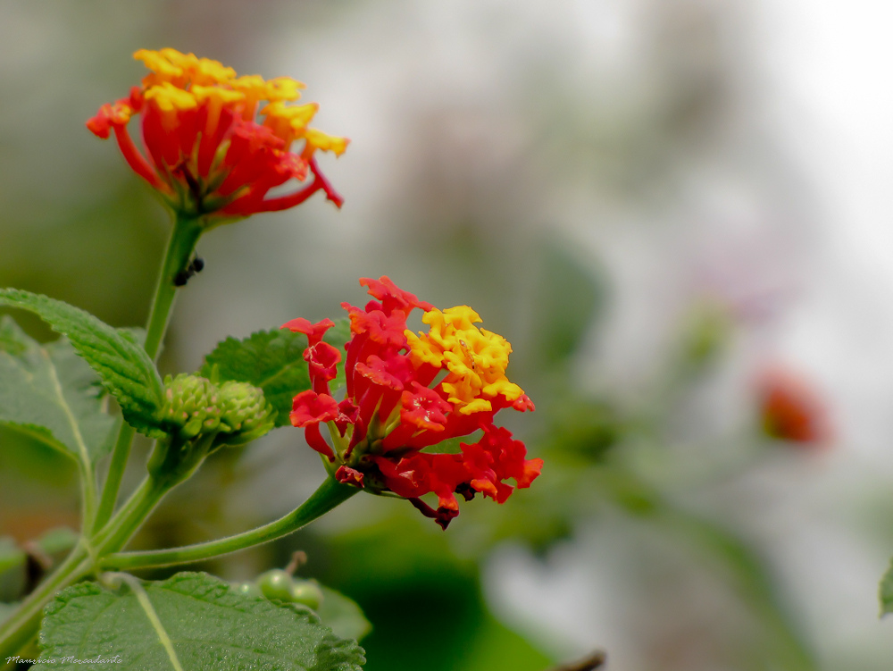 West Indian Lantana,Red (Yellow, Wild) Sage,shrub verbena,شاپسند درختی
